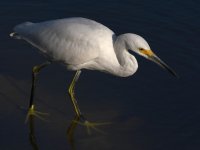 Egret8.jpg