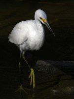 Egret12.jpg