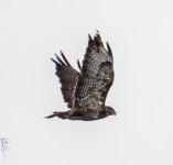 fly away copy.jpg