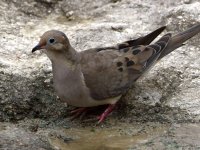 Dove.jpg