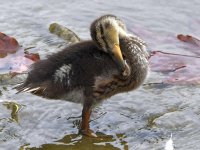 Duckling3.jpg