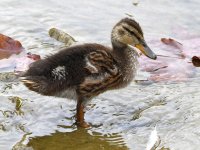Duckling.jpg