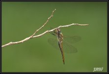 _71D3277_web.jpg