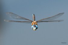 DFFlight-550.jpg