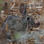 Rabbit2.jpg