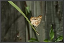 _71D3297_web.jpg