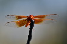 _ROY9603_00001.jpg