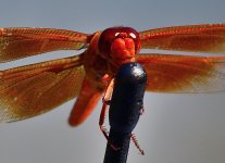 _ROY9606_00001.jpg
