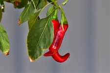 _ROY9623_00001.jpg