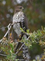 CoopersHawk3.jpg