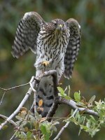 CoopersHawk4.jpg