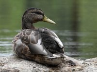 Mallard2.jpg