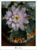 afternoon-blossom-8.jpg