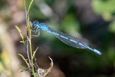 Damselfly-500.jpg