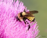 Bumblebee-500.jpg