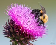 Bumblebee-501.jpg