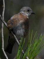 Bluebird7.jpg
