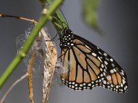 Monarch2.jpg