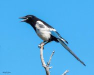 Magpie-500.jpg