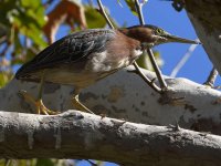 GreenHeron2.jpg