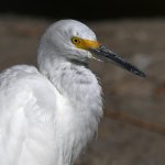 Egret5.jpg