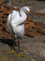 Egret2.jpg
