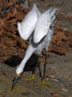 Egret13.jpg