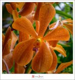 orange-1-2.jpg