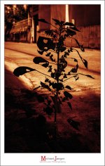 evening-1-2.jpg
