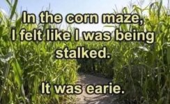 corn.JPG