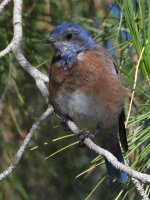 Bluebird.jpg