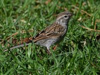Sparrow3.jpg