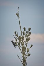 08-06-2020-cr_D7K3655-ON1.jpg