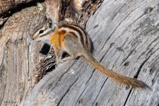 ChipperTail-500.jpg