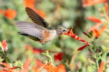Hummer-500.jpg