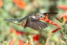 Hummer-501.jpg