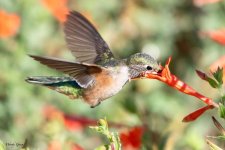 Hummer-502.jpg