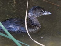 Grebe.jpg