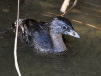Grebe2.jpg
