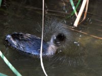 Grebe3.jpg