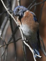 Blurbird.jpg
