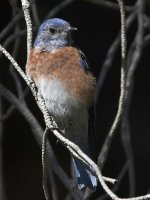 Blurbird4.jpg