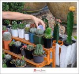watering-1.jpg