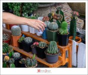 watering-2.jpg