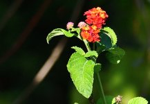 _ROY9815_00001.jpg