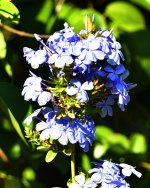 _ROY9816_00001.jpg