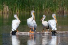 PelicanGroup-506.jpg