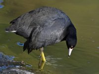 Coot.jpg