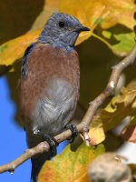 Bluebird2.jpg