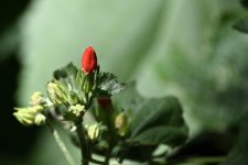 Red Turks Cap_cr_sm.jpg